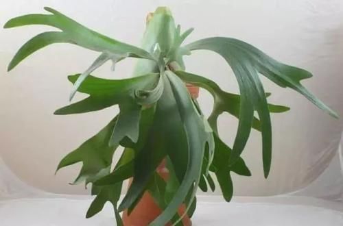 常独特|10种长相很怪异的盆栽植物,都很适合养在花盆里