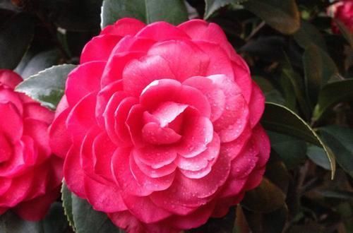  #驱蚊草#珍品山茶花“六角大红”，花大色艳，娇艳美丽，实属养花首选