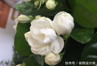  『夏季』最适合夏季养护的3种花卉，花色艳丽，花期长，开花爆盆的花卉