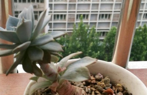  解植物■“养花杀手”养出来的花是什么样子？哈哈哈，笑死我了！