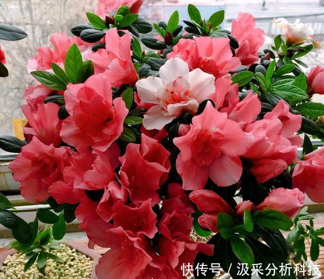 【终于】杜鹃花终于变成了自己讨厌的样子,杜鹃花还有翻盘盛花的机会吗?