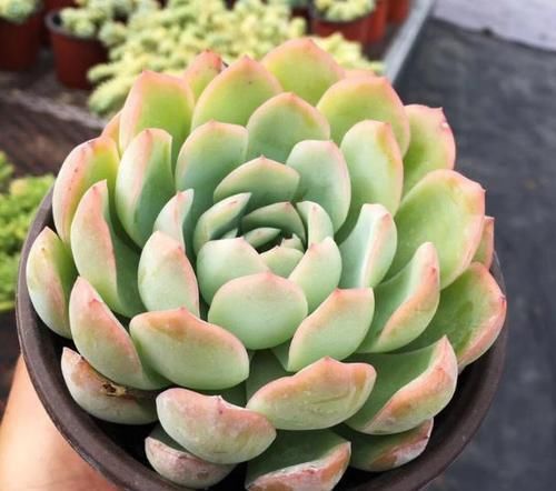  「保护膜」多肉植物容易招虫？喷点牛奶，给多肉加一层保护膜