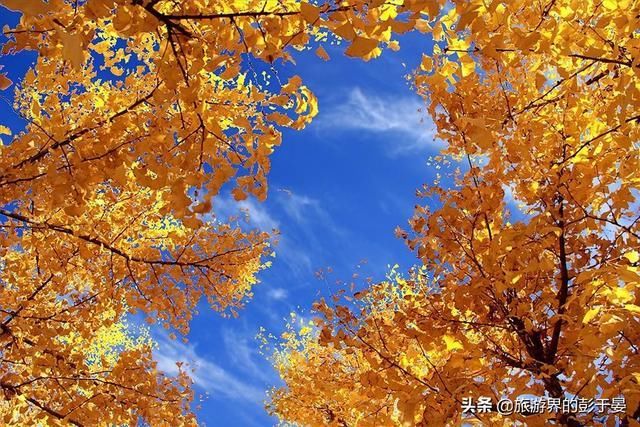 河北栾卸银杏风景区火了，被称为华北地区规模最大银杏林