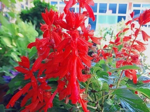  #养护#绿化带大片小红花，小时候总摘来吃花蜜，原来自家阳台就能种一盆