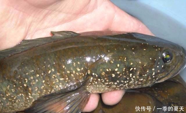 农村这5种鱼已“绝迹”，一条800元成稀罕物，有钱却买不到
