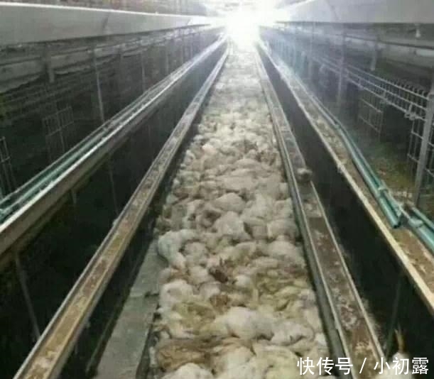  持续■山东多地持续高温, 看看养鸡场发生的一幕, 你就知道天气