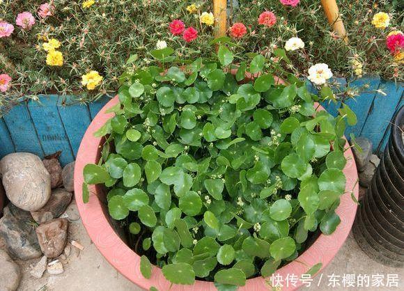  油绿■铜钱草叶子小？简单“2招”，叶油绿，越长越多，长成“小荷叶”