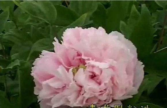 『牡丹』芍药和牡丹的区别图,看懂图就能轻松区分出来!