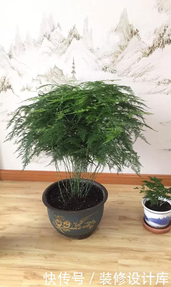 「新芽」春天文竹不冒笋,4处记得改善,做对了新芽猛窜长爆盆!