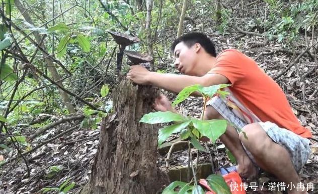 1000多1斤的野山货，兄弟俩去大山里摘了1天，摘到好几斤