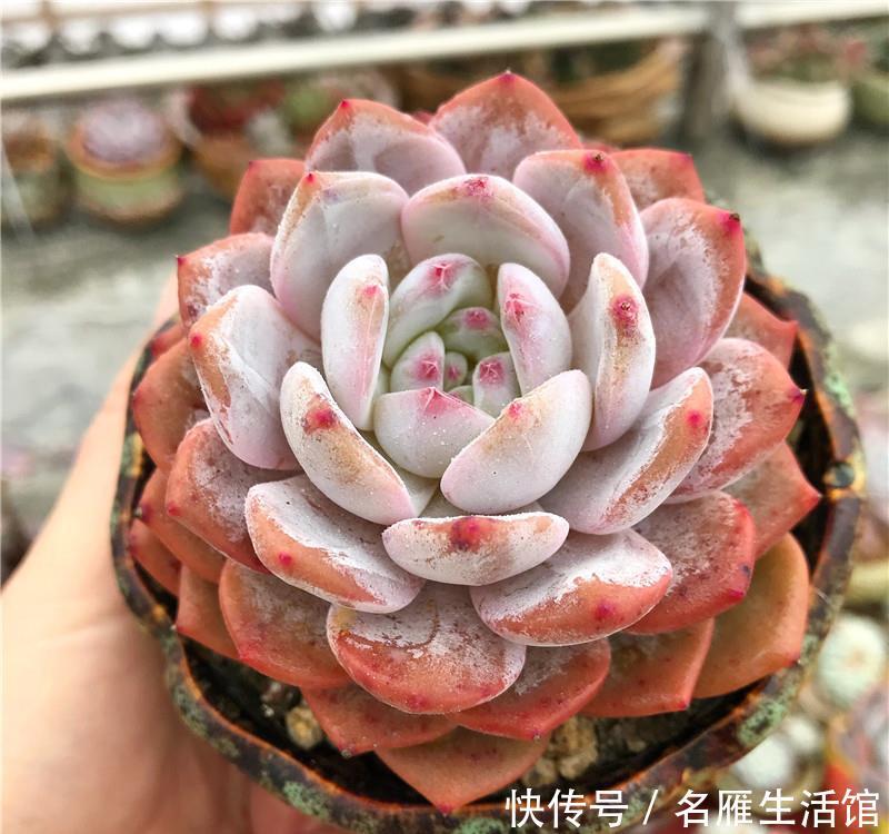  [喷水]多肉养护：“喷水”是绝招，养出“极品红”多肉，春节红红火火！