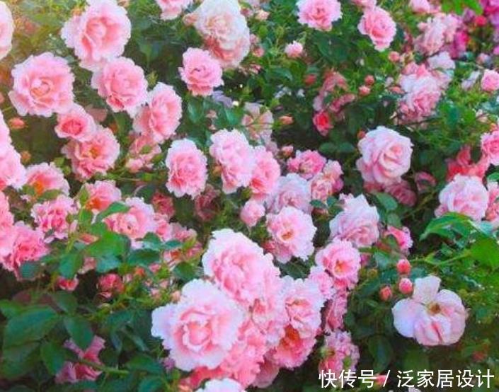 『越美』现在就养“4种花”,天气越热,开花越美,一次开花500朵!