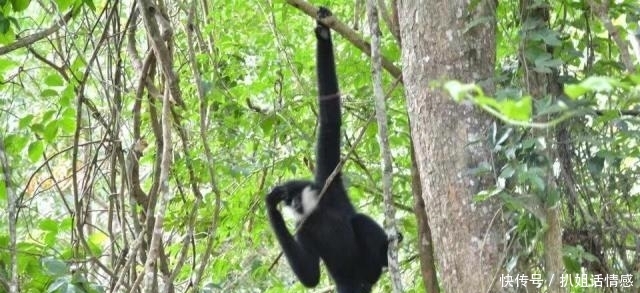 在西双版纳的野象谷,我没有看到野象,却看到了濒临灭绝的危险