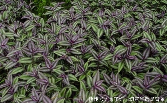  『且具有很』家居环保小知识 10大防甲醛植物推荐