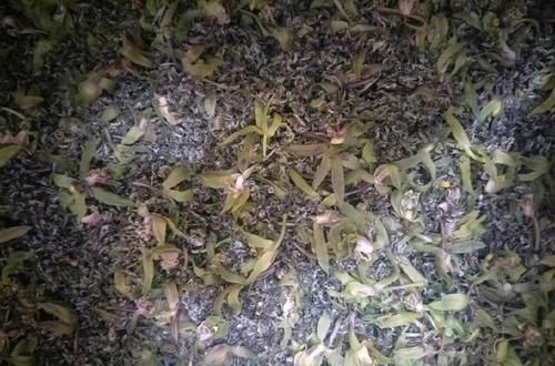  【喜欢养兰】养几盆兰花，收少许花瓣，泡几杯兰花茶，生活就该这么简单