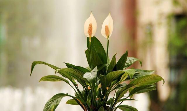  『种植物它』这几种绿植耐阴皮实，放在卫生间也能活，吸收废气净化空气