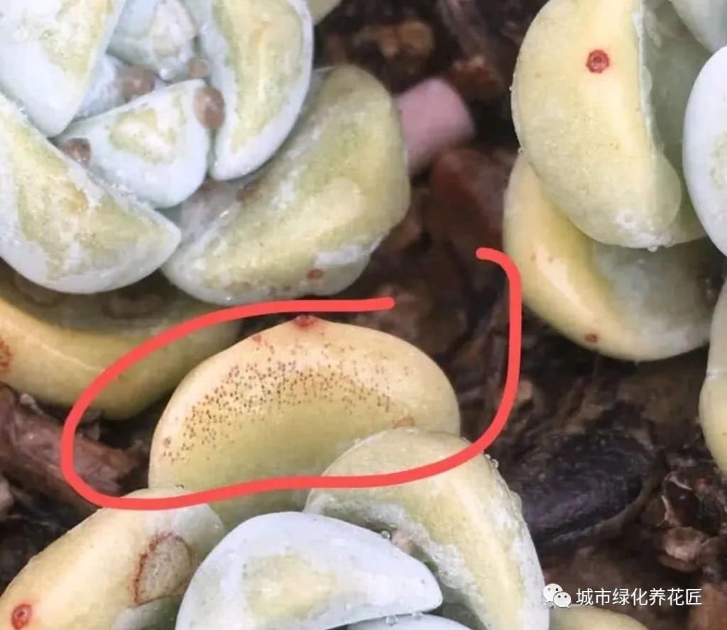  「晒伤」多肉晒伤和病害怎么区别？看叶片糊的程度，夏季养多肉防晒不是小事