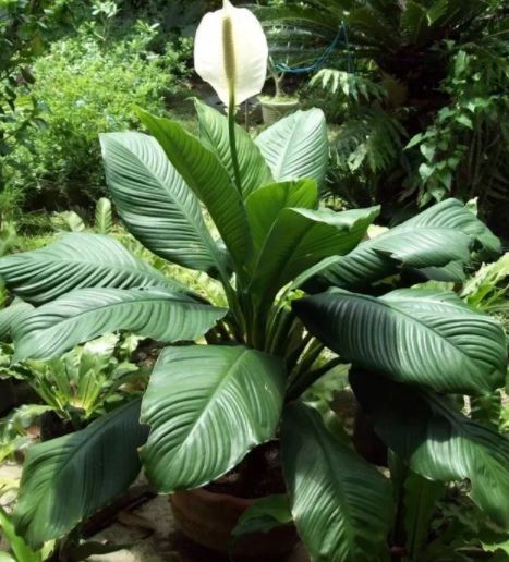  「家里」除甲醛、防雾霾的4种花，家里养2盆，空气清新，比啥都强！