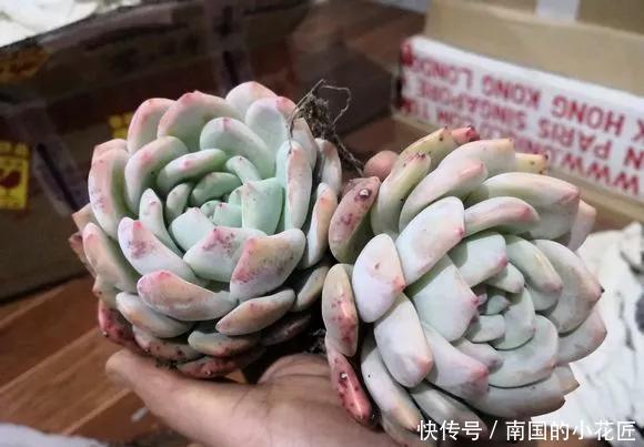  『图片作者』多肉变成白菜价，几毛钱1棵，有的都白送，你买贵了吗？