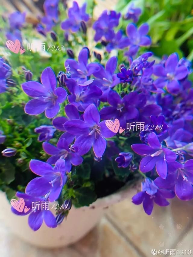 开出漂亮■阳春三月,出门踏青,原来有这么多漂亮花!