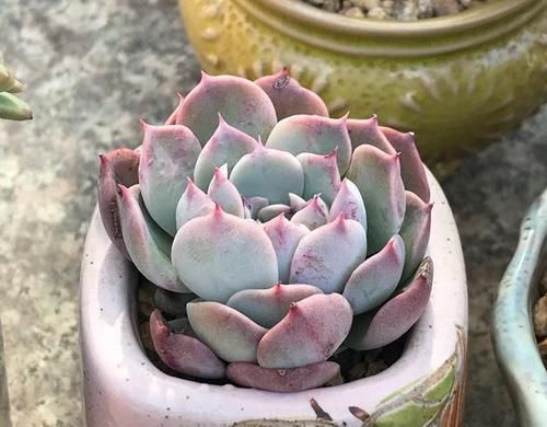 『正确』多肉植物黑腐后的正确做法,赶紧把土壤换掉,挽救多肉!