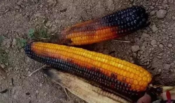  「玉米」刚在老家地里看到的画面，是谁的爹娘？很多人看完湿了