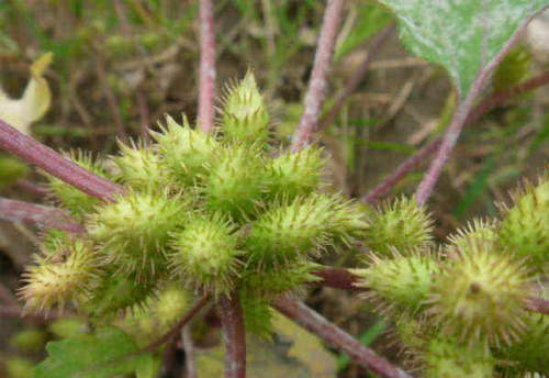 乡下这种满身都是刺的草，居然能治疗鼻炎！鼻炎的特效药！