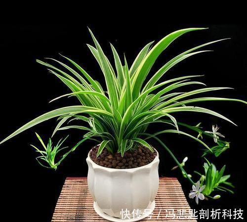  「花亭顶部」盆栽吊兰，株型优美、花亭独特，要如何管理呢？
