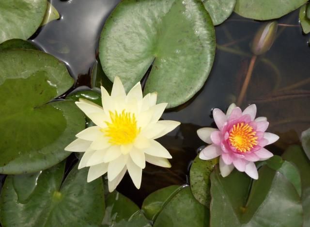  「分得清」碗莲、荷花、睡莲、一叶莲，你都分得清吗？