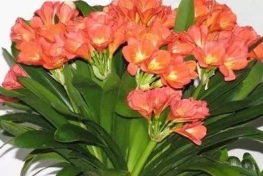 小技巧|这种过期药片,不要乱丢,给君子兰长寿花“吃”一点,花朵狂冒