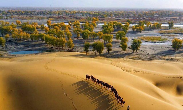  [胡杨林]我国当年在最大沙漠，种植了上亿棵胡杨林，如今怎么样