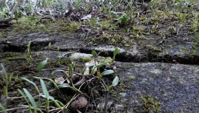  #树林#“1种草”在树林里，沿着树干生长，结出“小绿果”，甚是