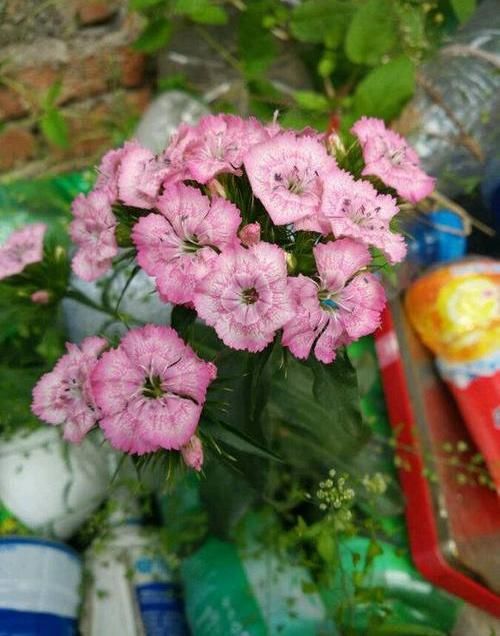  [随便]阳台小不耽误养花，6种“网红花”，随便选两盆，花期开爆阳台