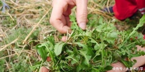 带回:野外挖荠菜,带回几条根,种在花盆长的快,随手摘了包饺子