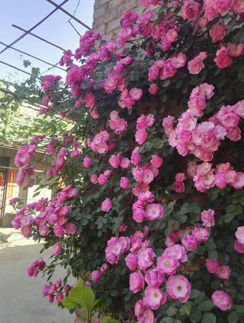  养花：客厅养花就选这几款，花期长花色艳，年后枝头爬满崽，美爆了