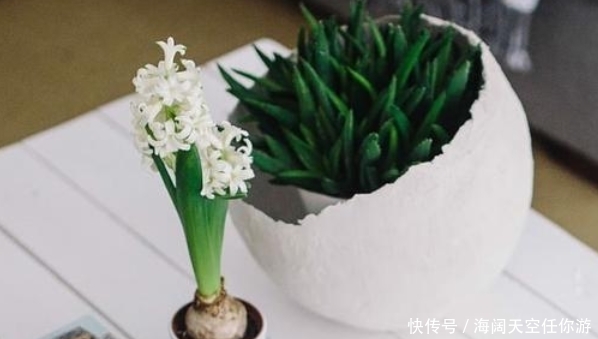 『养花』养花人的五大通病,只要占了三条,就已经是个资深的花迷了