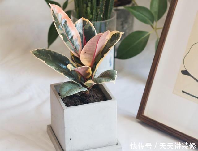 植物|客厅养一盆“这样的”橡皮树,逼格立马提升