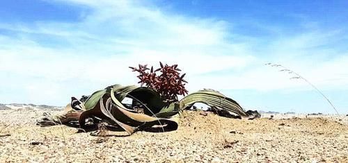  可活：沙漠中“最长寿”植物，最长可活2000年，植物仅拥有两片叶子