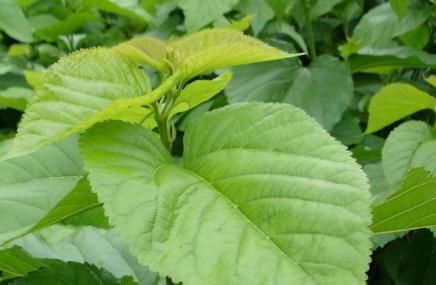  『喂猪』乡下以前拿来喂猪，殊不知却是一种宝贝，除了减肥还能润肺清燥