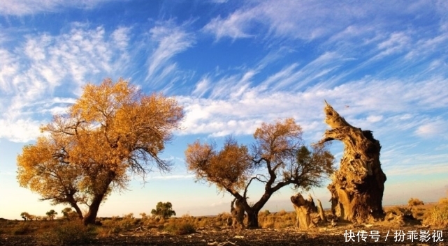 世界上“最古老”一片原始胡杨林,覆盖面积达47万亩,就在新疆