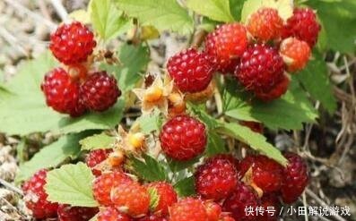 1种野果，人称“蛇泡草”，老人说“蛇才能吃”，殊不知，很珍贵