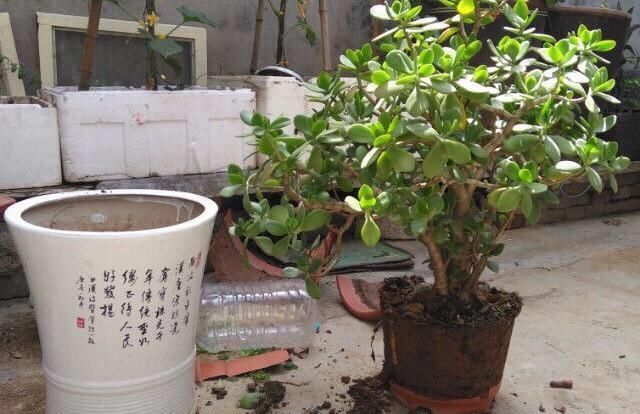  盆土■盆栽玉树长得丑？用“1招”，叶葱翠，枝干壮，姿态优美颜值高