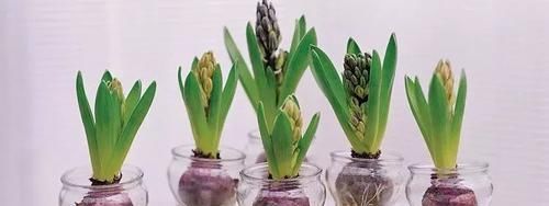  『水培养护』在家里用风信子的鳞茎水培养开花，在玻璃瓶里加点清水就行了