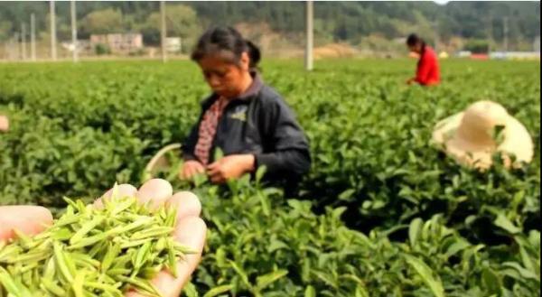 好消息 厦农村户口的有福了 国家最新政策 身价暴涨