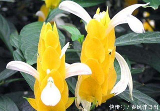『护理』长相奇特的虾衣花,做好这些护理,常年开花容易爆盆