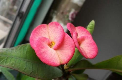  『家里』这种植物好活易养还有观赏性，把它养在家里，比养绿萝好多了