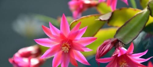  『好运来』3种花非常的漂亮，招财纳福好运来，花香易打理，养在客厅美极了