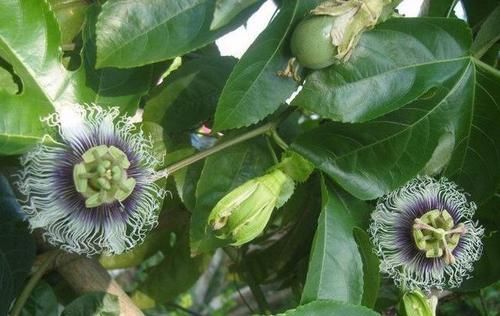  #清肺#农村一植物，人称“龙珠果”，能清肺能止咳，野外遇见，请勿错过