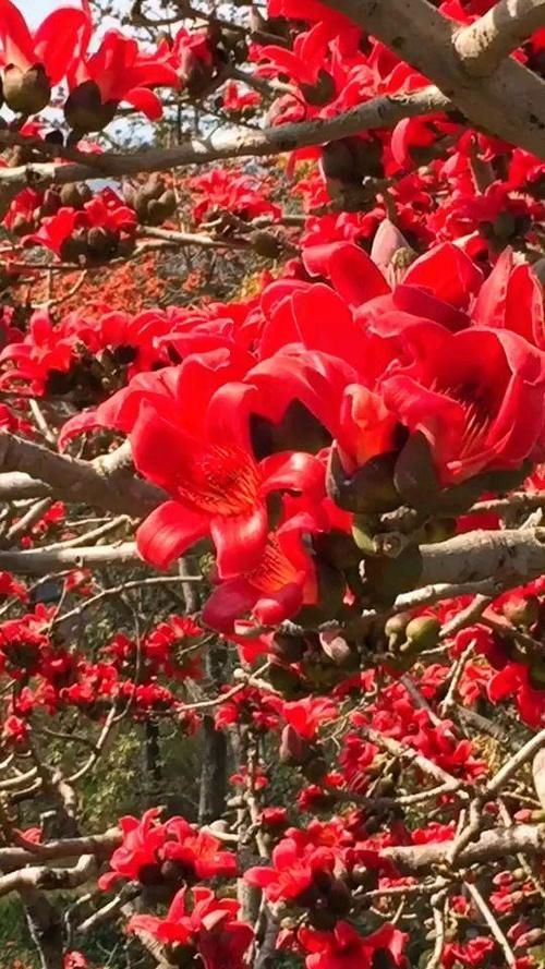  「为它」木棉花开花巴掌大，一树能开几百朵，折点根枝就能扦插！