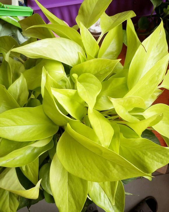 #秀丽#绿植能美化家居,4种绿植清新秀丽,叶子四季绿油油,寓意还很好